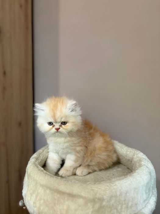 Персийски котенца