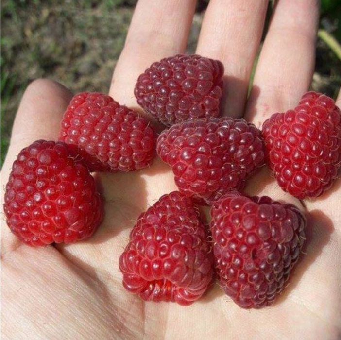 Смородина, Крыжовник, малина.