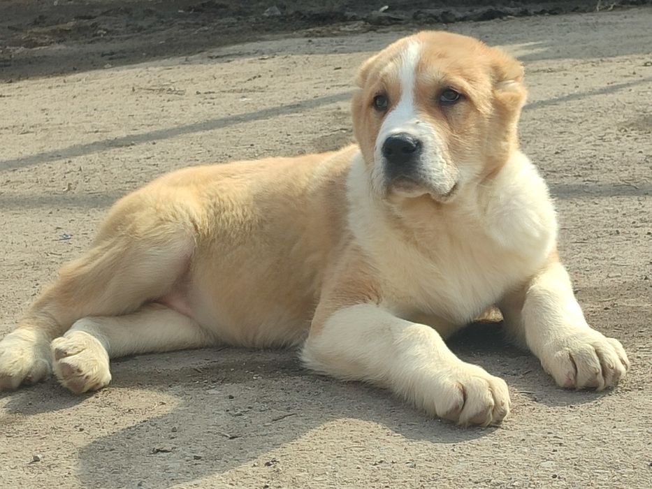 Шикарная девочка САО Алабай