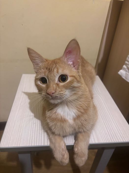 отдаю кота срочно