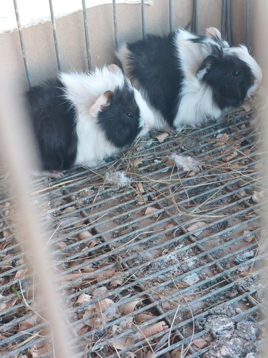 Pui porcusori de guinea