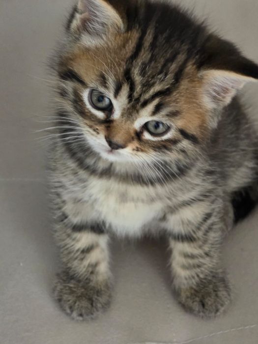 Британский котенок