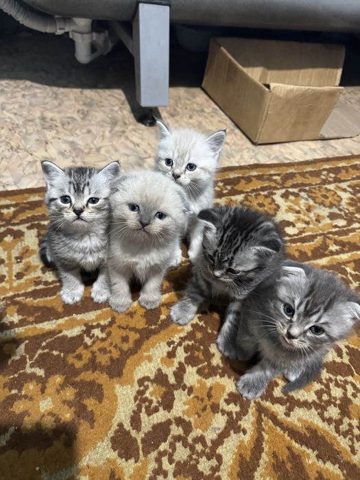 Шотландские котята