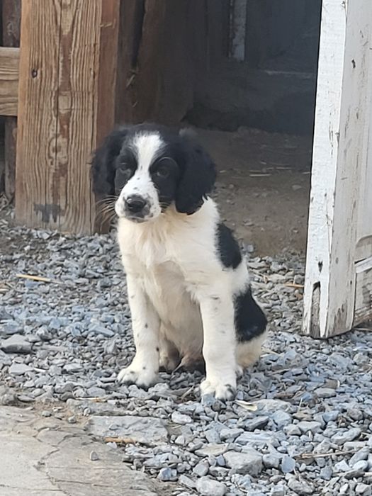 Таза кан охотник
