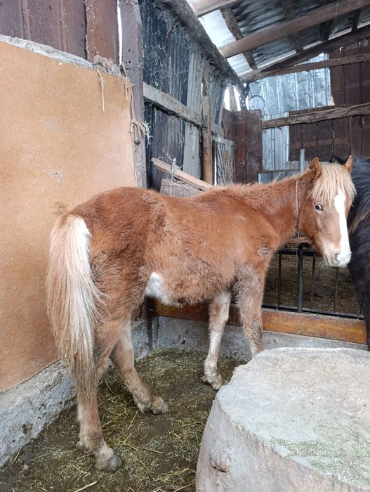 Продам тайчика ручной.