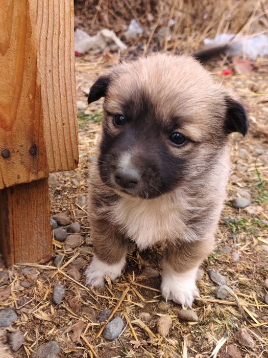 Бесплатно щенки в добрые руки