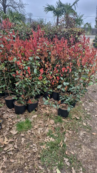 Palmieri  tranhicarpus  cycas