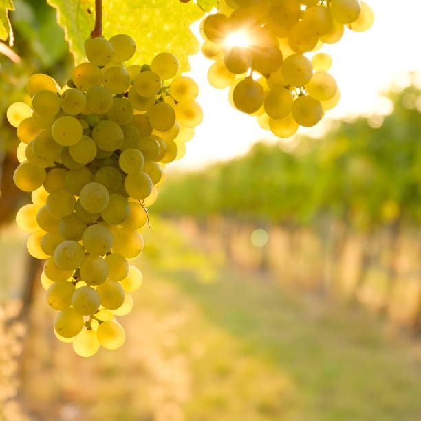 Struguri de vin | Producător
