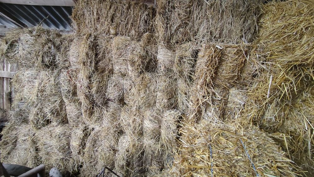 Fân fân fân fân calitate bună