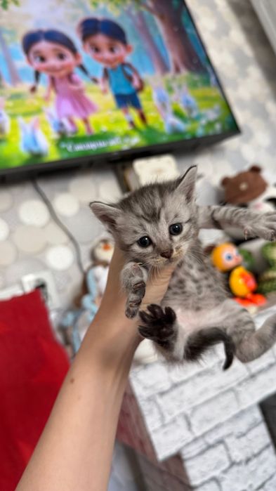 Шотландский Прямоух котята