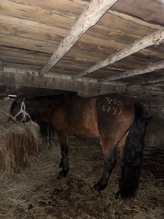 Продам жеребец …