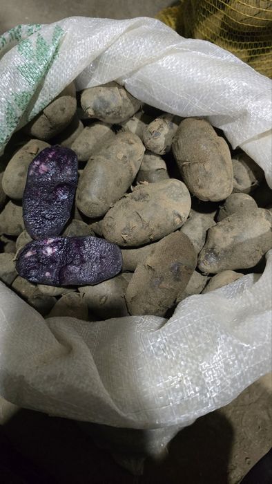 Продавам Лилави картофи от Сърница