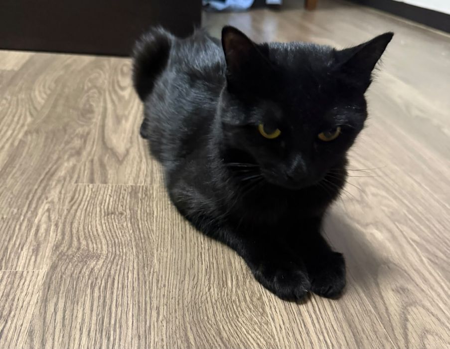 Отдам кошку  с котенком бесплатно