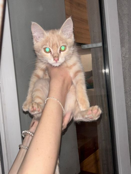 Отдам даром рыжего котенка