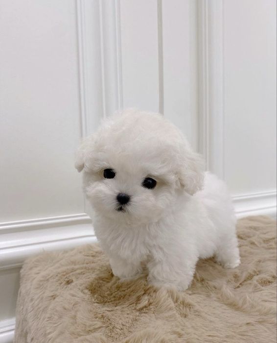 Bichon maltez mini toy