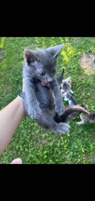 Se oferă spre adopție