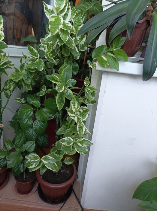 Цветок Педилантус