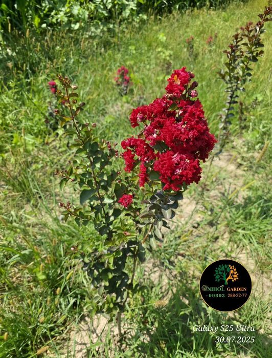 Cherri mocha Lagestreomia инд. Сирень