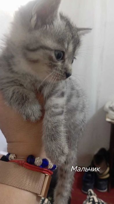Отдам котят в добрые руки