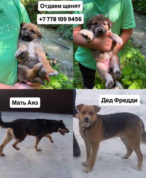 Щенки в добрые руки