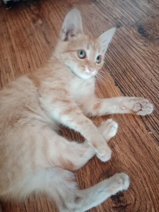 Отдам в хорошие руки