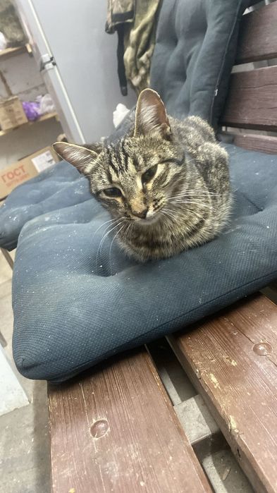 Кошечка в добрые руки