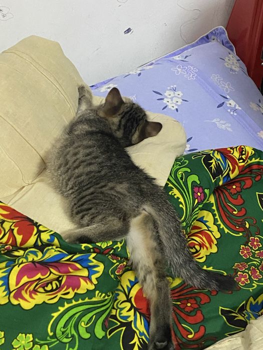 Кошка девочка 5 месяцев