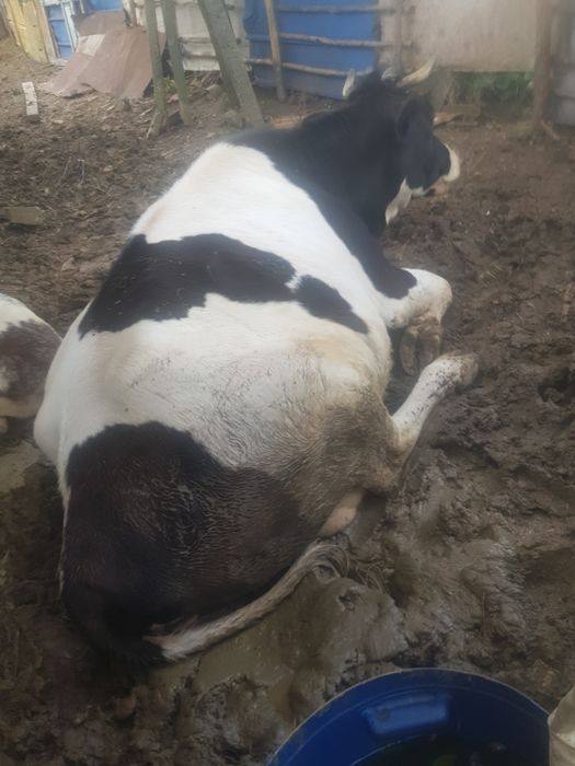 Vând 3  vaci 2 mari si una mică