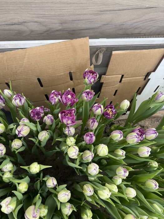 Голландские тюльпаны