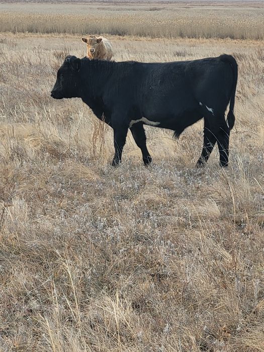 Продам подсосных быков