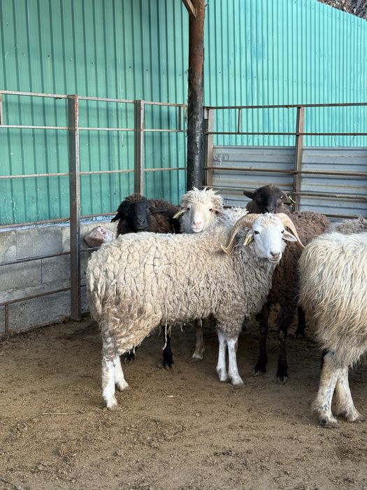 Бараны на выбор/ Кой сатамыз / токты сатамыз