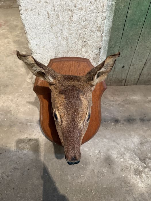 Продавам препарирана сърна