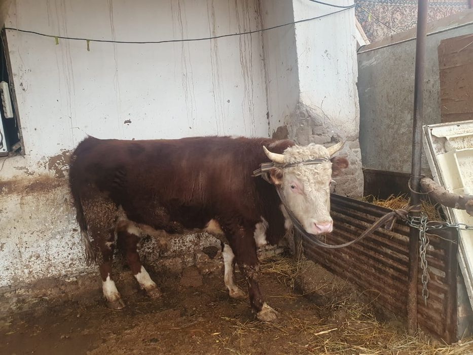 Zotdor buqalar sotiladi