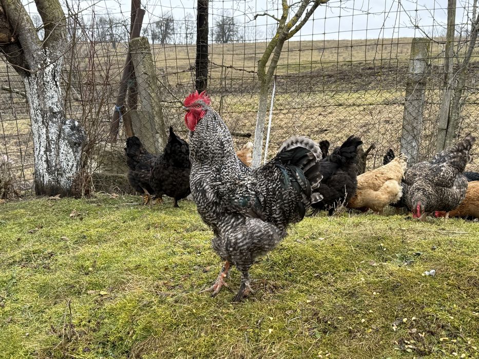 Oua de gaina ptr incubat