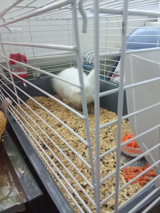 Vând iepure de apartament