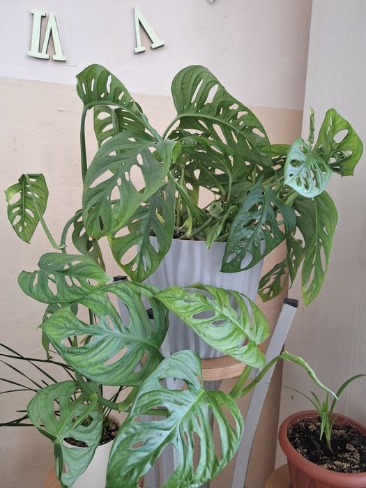 Эпипремиум,  монстера, хойя, мята