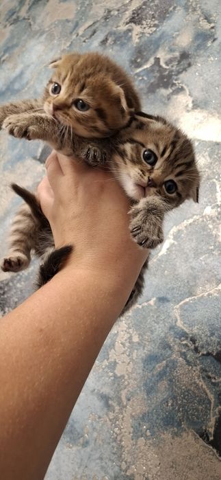 Шотландские вислоушки котята