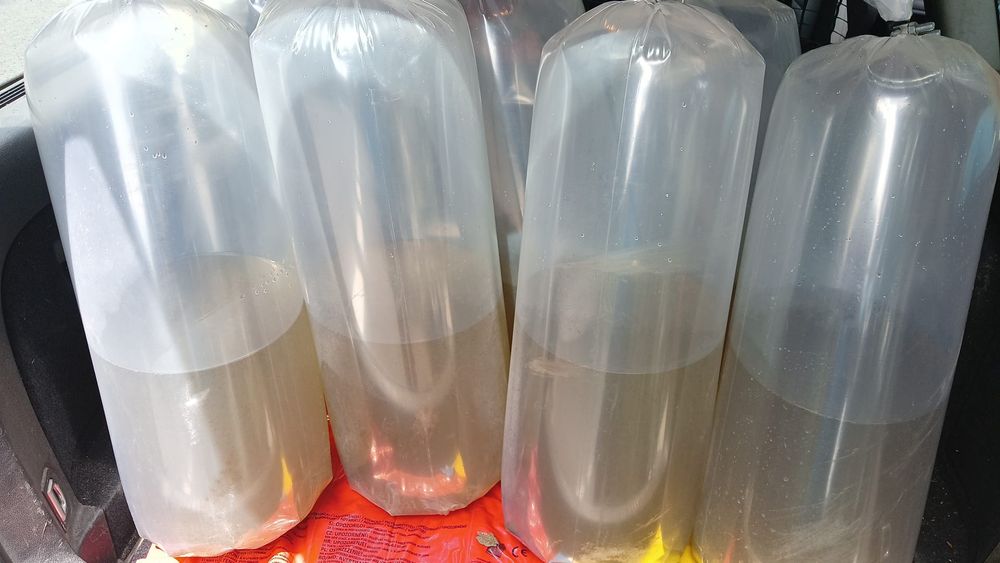 Larve șalău prod 2026