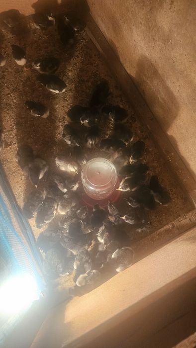 Кора шахзода жужалари сотилади