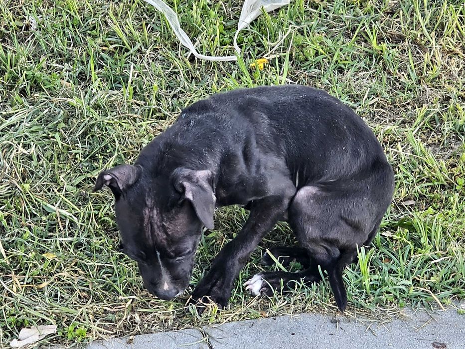 Кученце търси дом