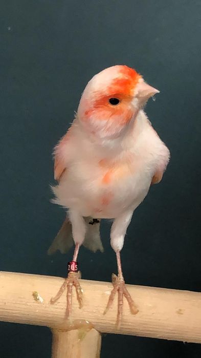 Канарейка (кенор) самец мазайка