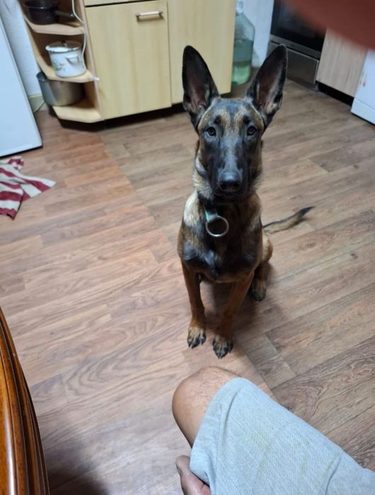 Пропала собака породы Малинуа