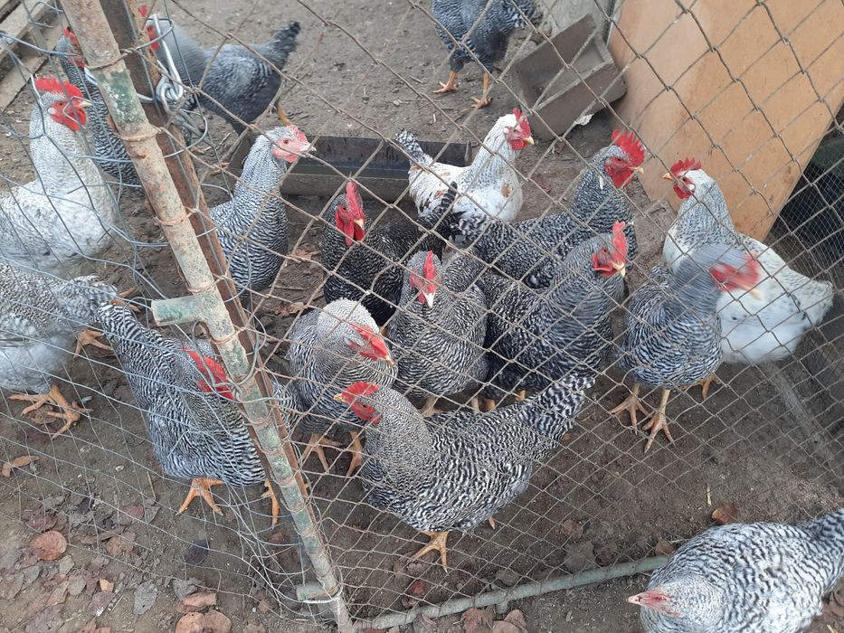 Vand cocosi rasa Plymouth,8 luni