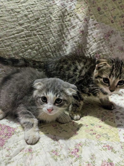Вислоухие котята