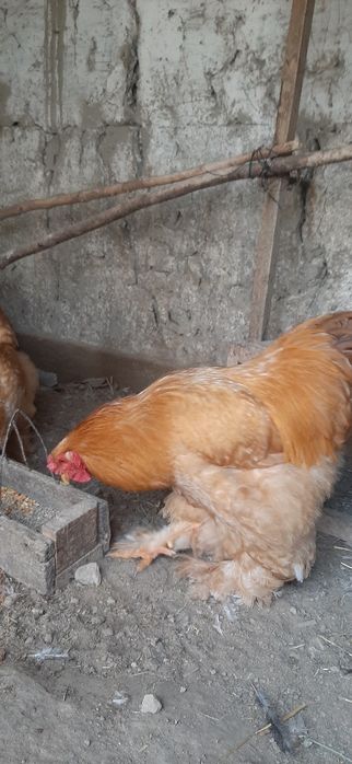 Брамалар сотилади