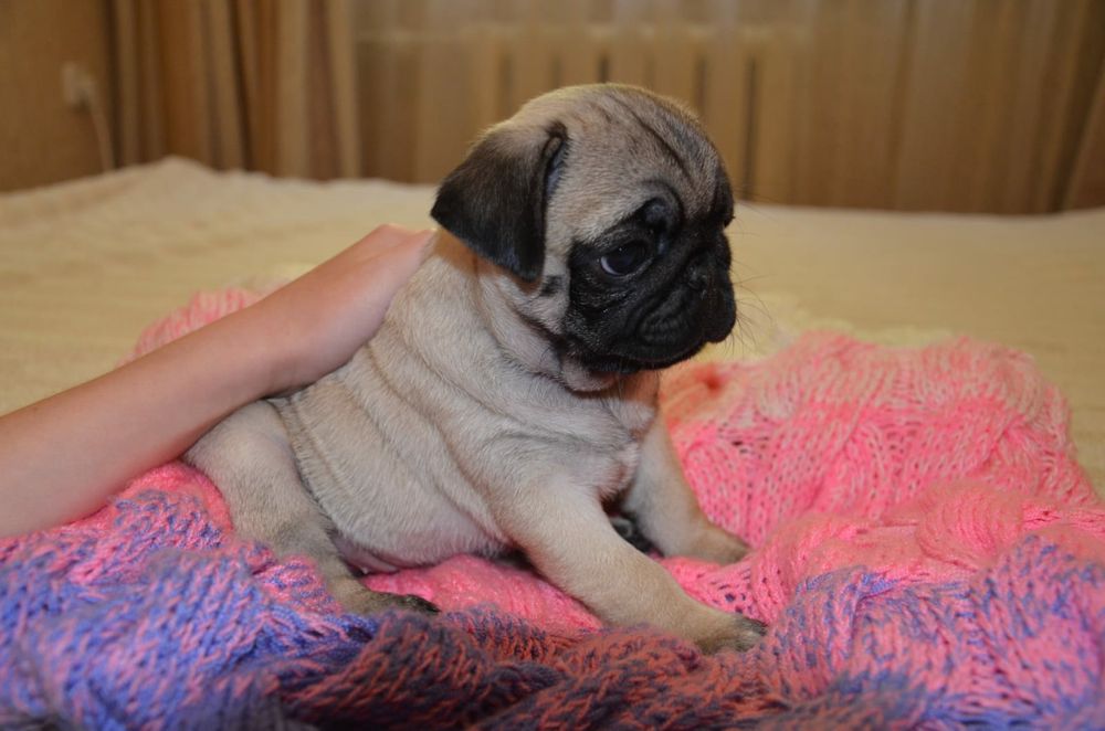 Продам щенков мопса