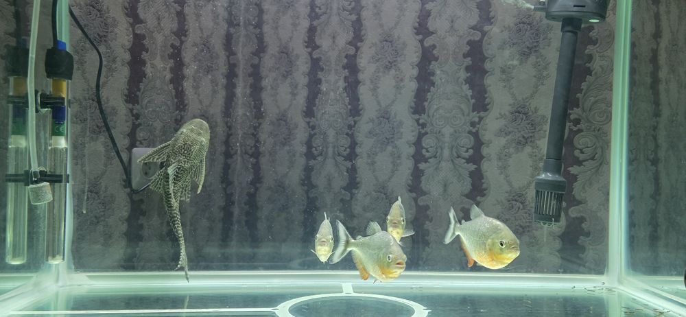 xitoy akuarium sotiladi