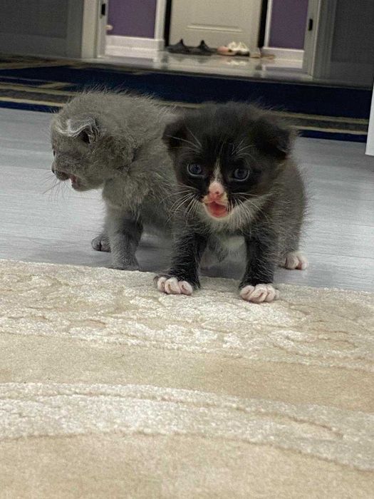 Британки вислоухие котики