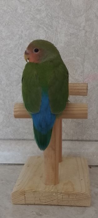 Ручной неразлучник.