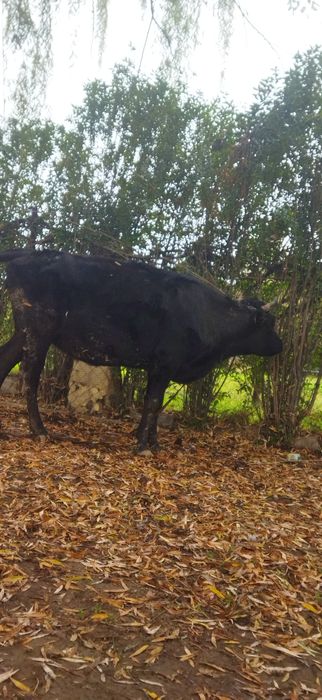 Сиыр сатылады...